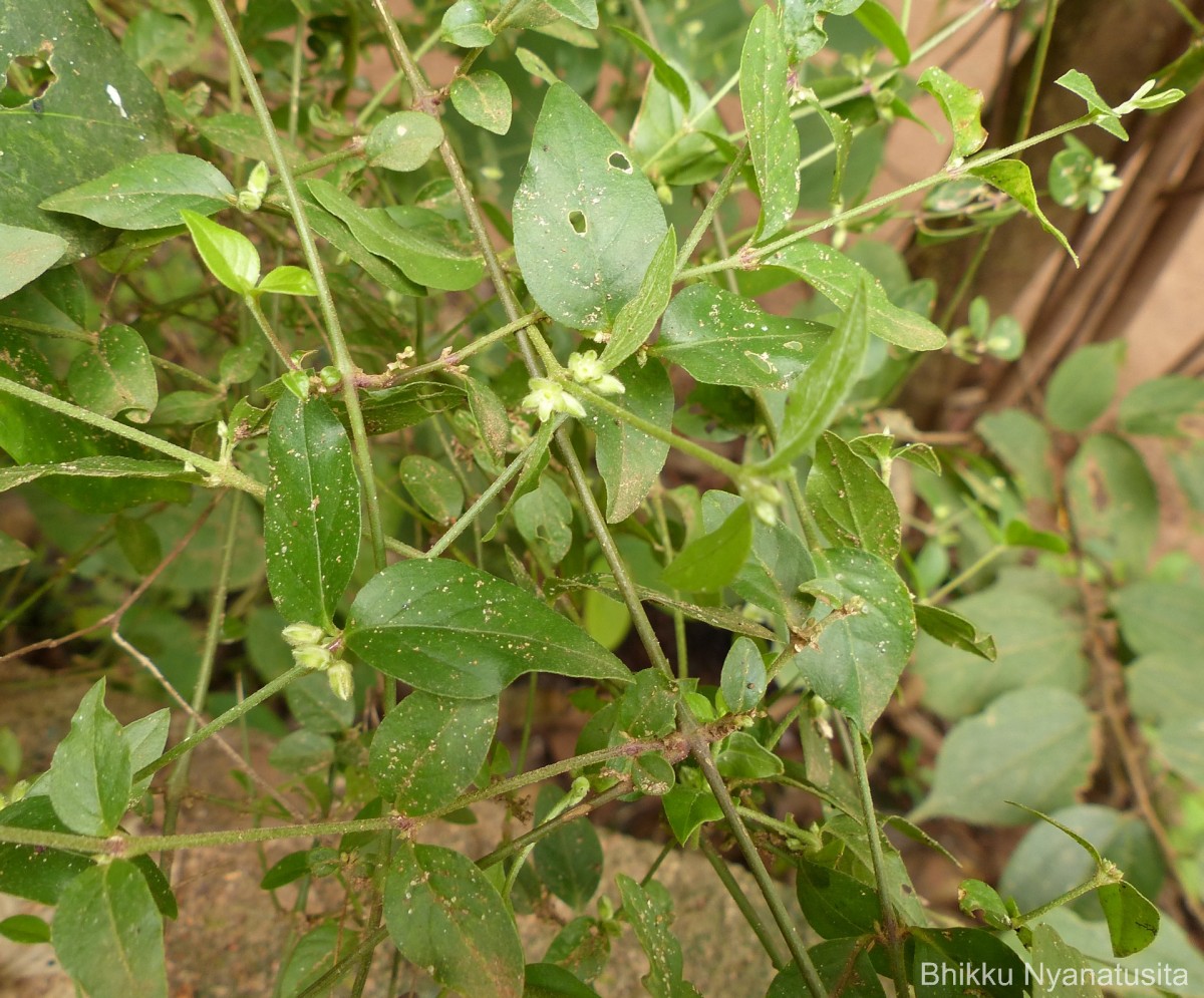 Psilotrichum patulum (Willd.) I.M.Turner